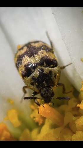 Attagenus trifasciatus