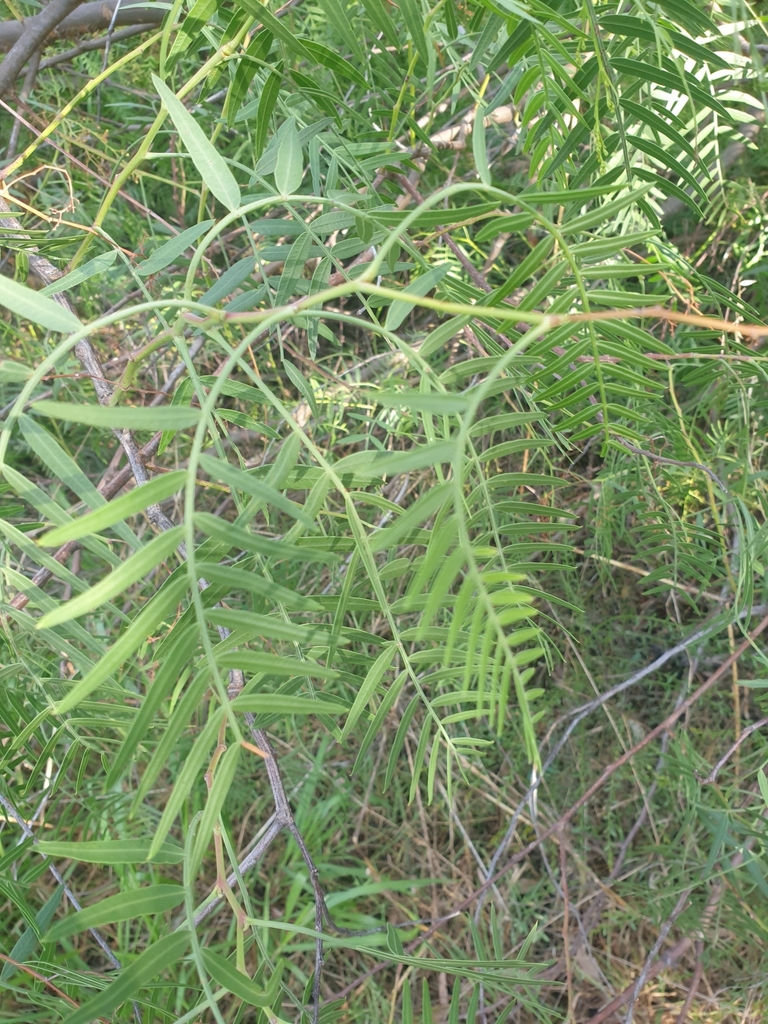 peppercorn-tree-from-thurgoona-nsw-2640-australia-on-march-10-2023-at