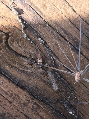 iNaturalist observation photo of Dirt-colored Seed Bugs