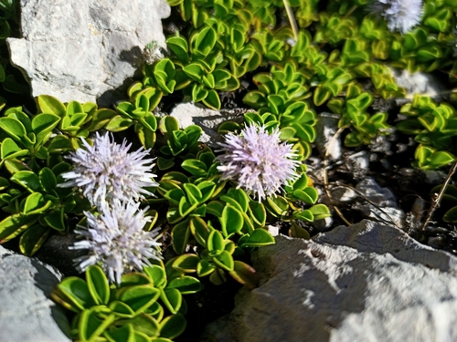 Globularia stygia