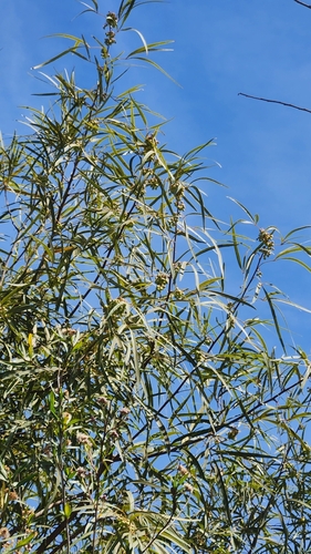 iNaturalist observation photo of african sumac