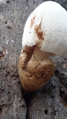 Volvariella bombycina image