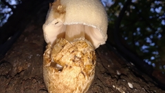 Volvariella bombycina image