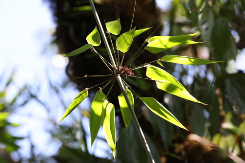 Rhipidocladum pacuarense