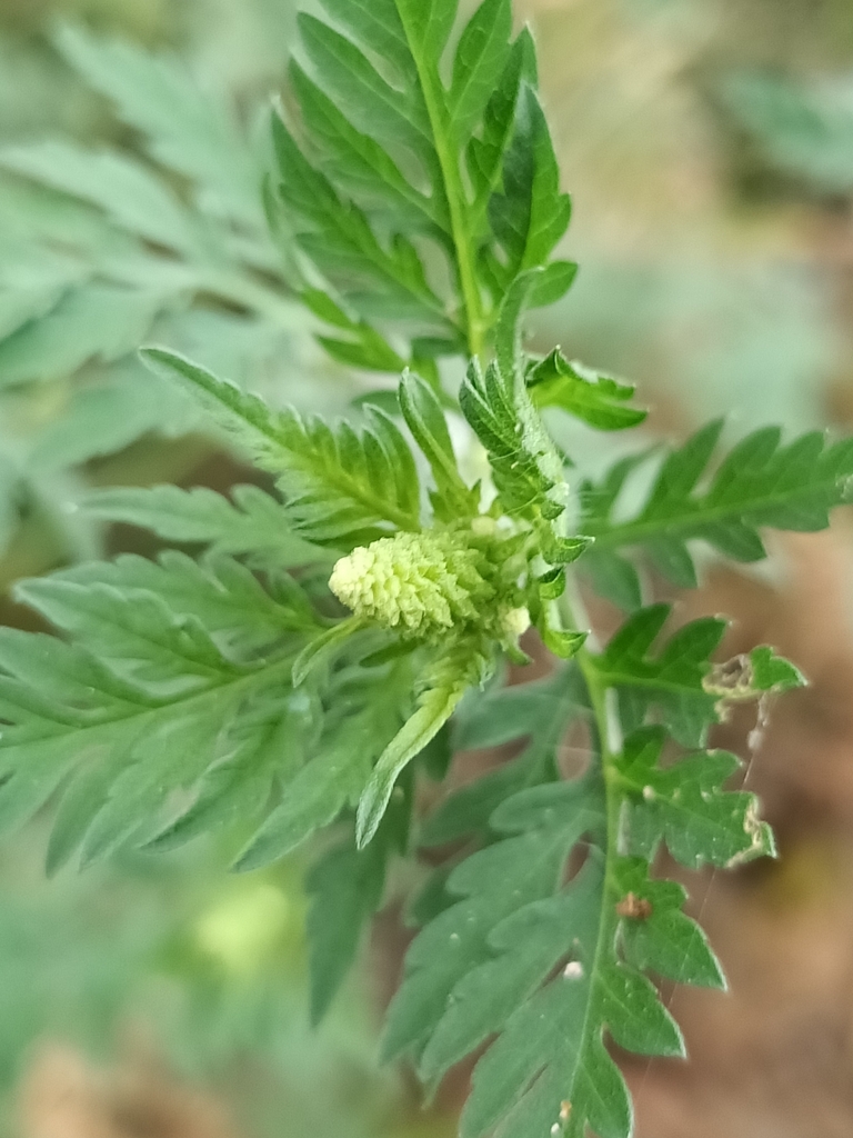 common ragweed from Chambers Flat QLD 4133, Australia on March 10, 2023 ...