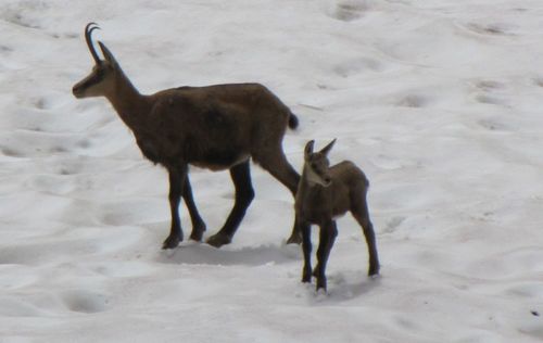 Northern Chamois (Rupicapra rupicapra) · iNaturalist