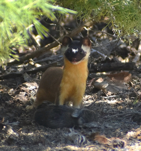 iNaturalist observation photo of Long-tailed Weasel
