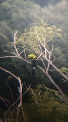 Ramphastos sulfuratus image