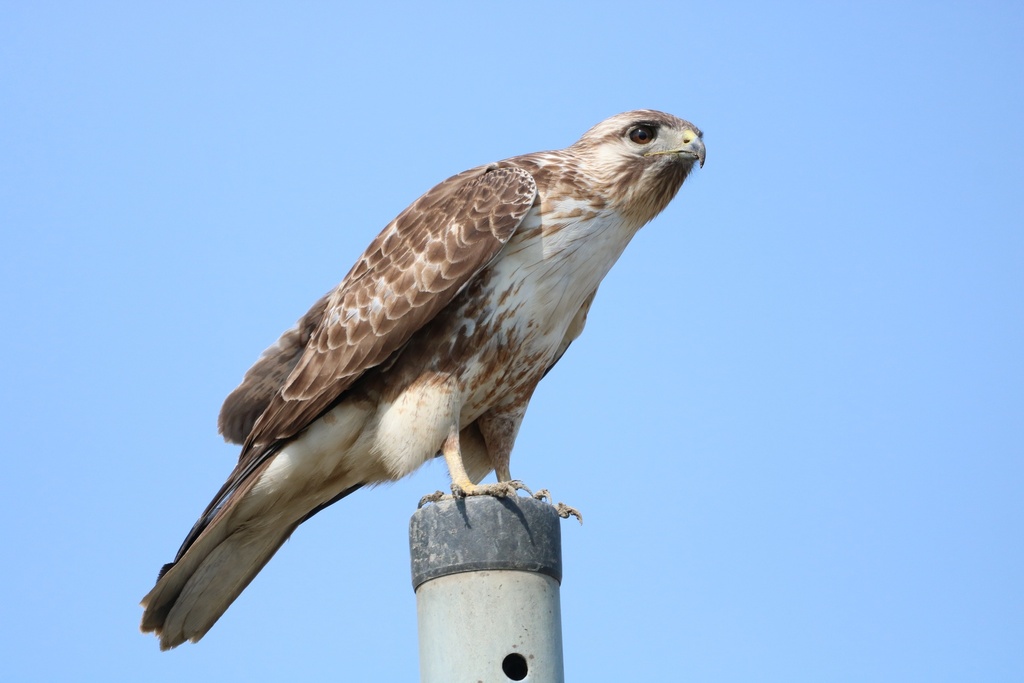 Eastern Buzzard photo