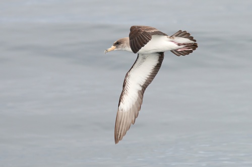 Cory's Shearwater