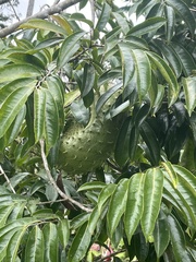 Annona muricata image