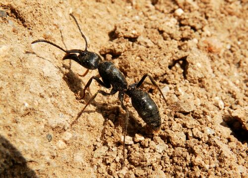 African stink ant
