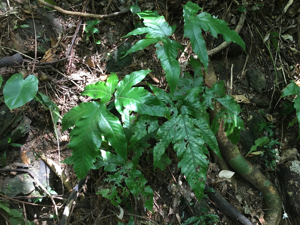 Tectaria subtriphylla from Banna公園, 石垣市, 沖繩縣, JP on March 10, 2023 at ...