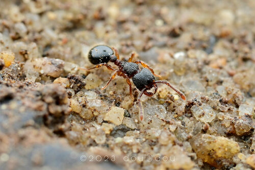 中华切叶蚁Myrmecina sinensis