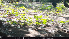 Coragyps atratus image