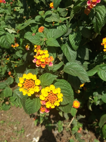 common lantana