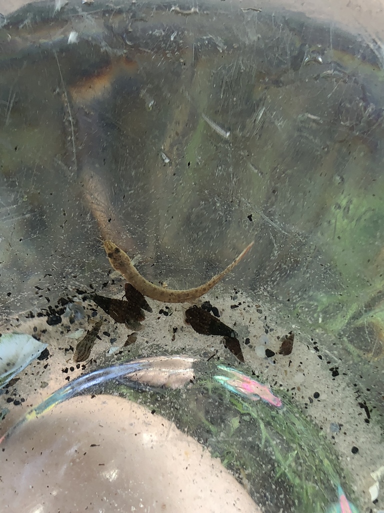 Oriental Weatherfish from Lithia Springs County Park, Lithia, FL, US on ...