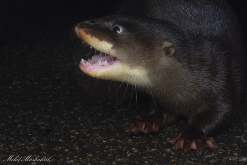 Hairy-nosed Otter (Lutra sumatrana) — Endangered Mammalia