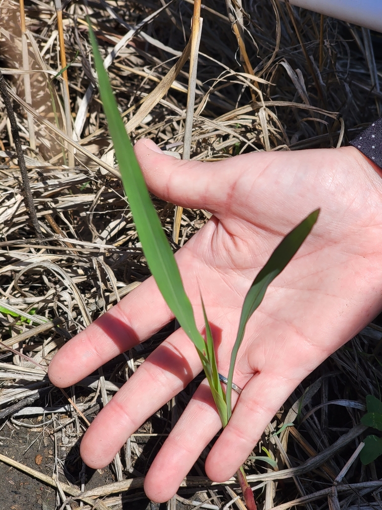 Johnson grass from Lewisville, TX 75067, USA on March 10, 2023 at 1148
