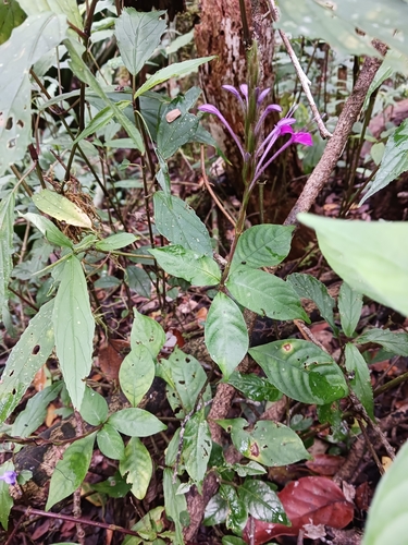 Brachystephanus lyallii