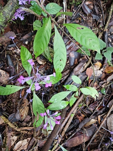 Brachystephanus lyallii