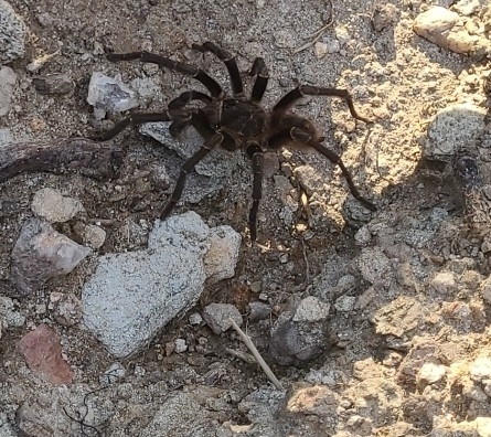 Brazilian Giant Black Tarantula