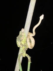 Corallus annulatus image