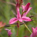 Disa gladioliflora capricornis - Photo (c) Ren Hoekstra, todos los derechos reservados, subido por Ren Hoekstra