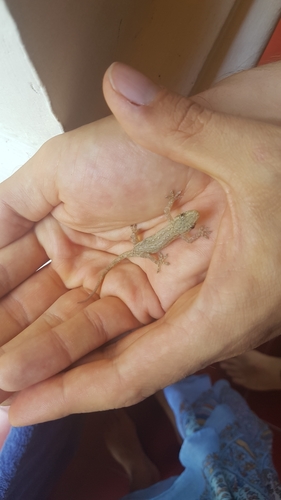 Asian House Gecko — seen at this dive site