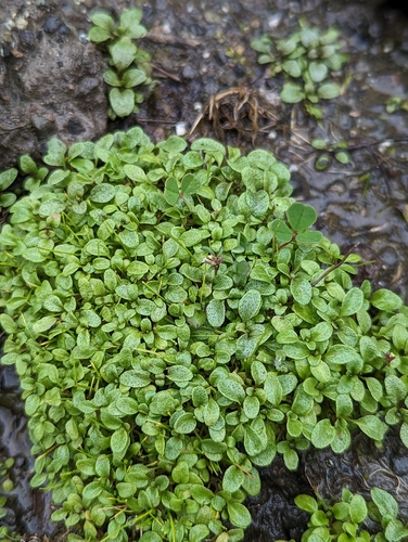 Thymeleaf Mesamint foliage