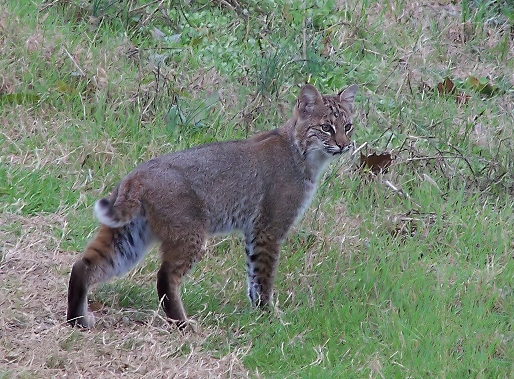 Bobcat from Pike County, MS, USA on March 09, 2023 at 02:09 PM by ...