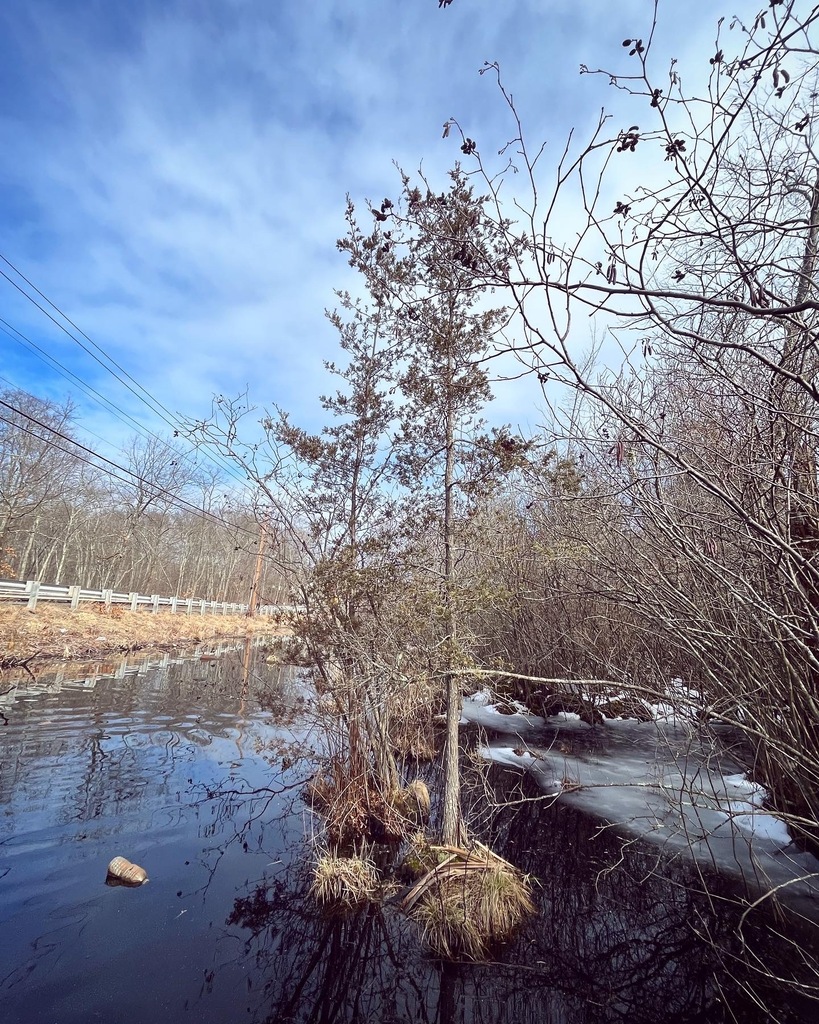 Atlantic white cedar from Ludlow, MA, USA on March 08, 2023 at 0147 PM