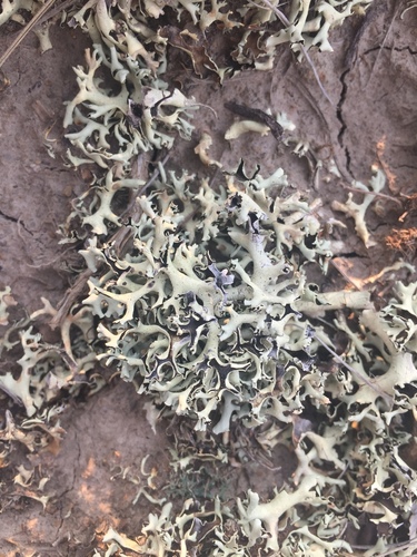 Tumbleweed Shield Lichen