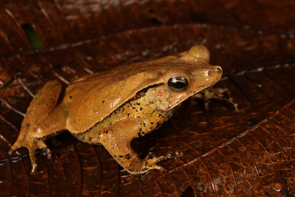 Sharp-nosed Toad