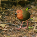 Black-banded Crake - Photo (c) Nathan Harness, all rights reserved, uploaded by Nathan Harness