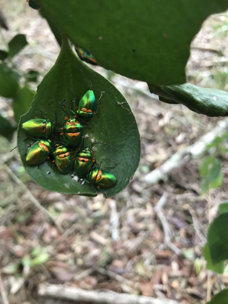 Green Jewel Bug from Withcott, QLD, AU on March 11, 2023 at 1130 AM by