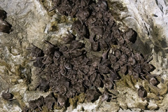 Desmodus rotundus image