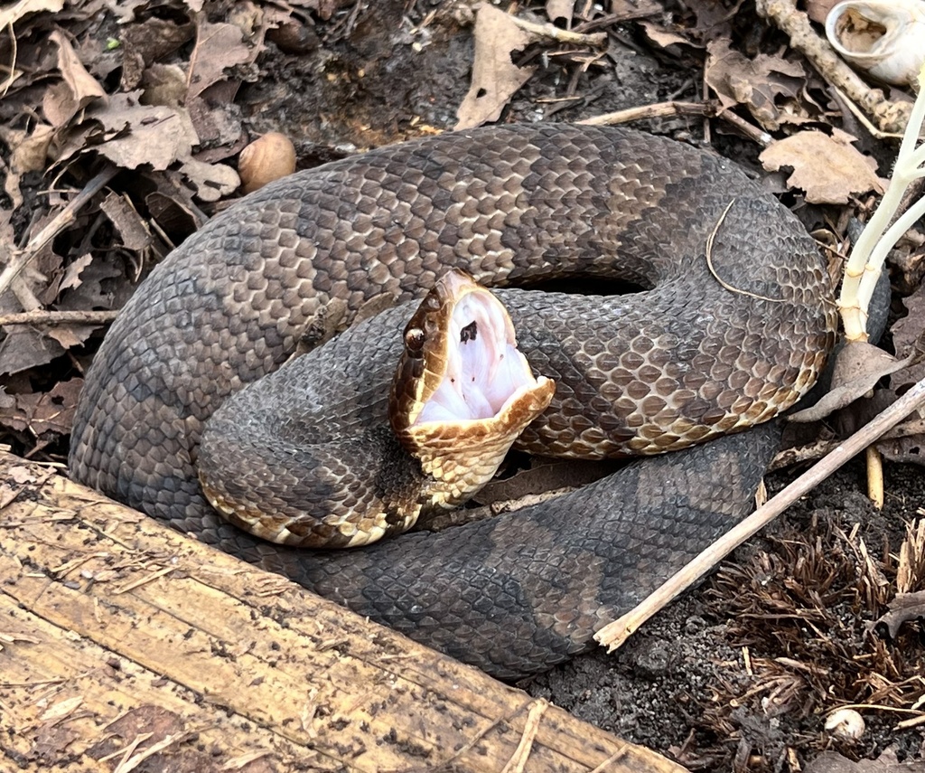 Northern Cottonmouth in March 2023 by Ian Meloni · iNaturalist