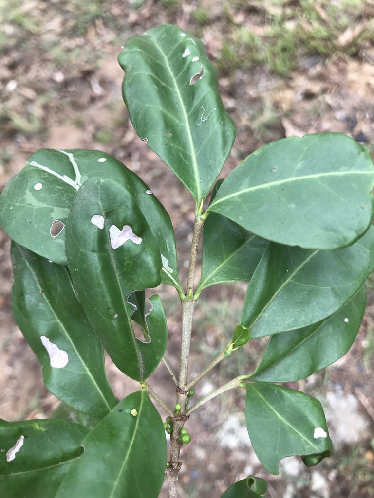 Cyclophyllum coprosmoides from Gittins Rd, Withcott, QLD, AU on March ...