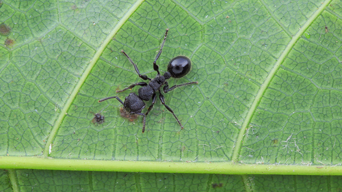 Procryptocerus mayriProcryptocerus mayri