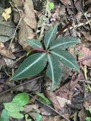 Costus laevis image