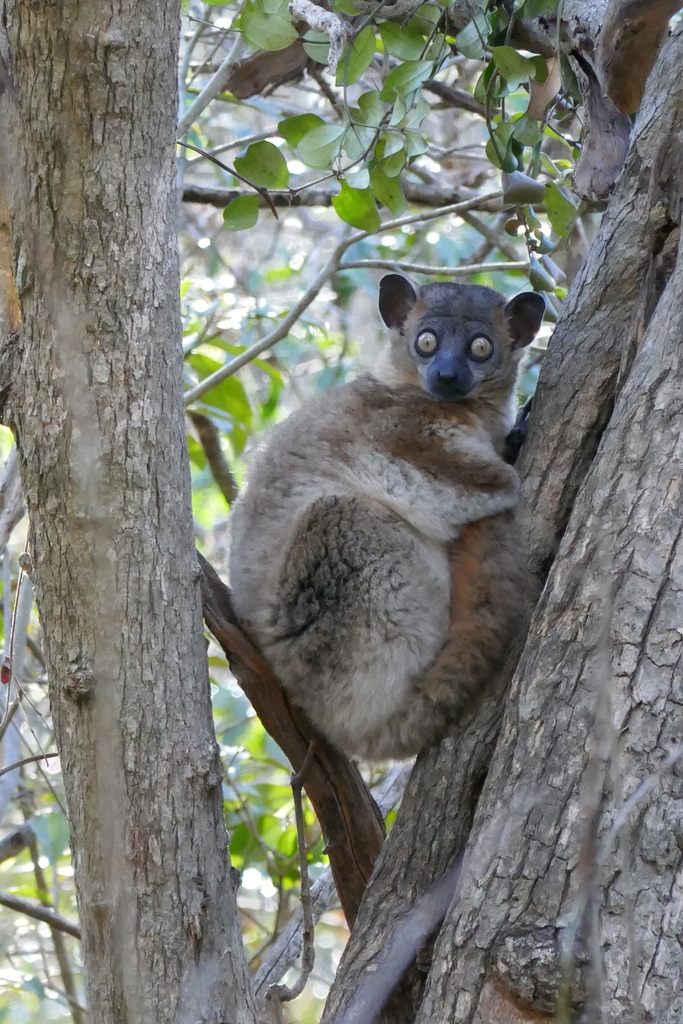 Hubbard's Sportive Lemur (Lepilemur hubbardorum)