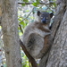 Hubbard's Sportive Lemur - Photo (c) makkusuv, all rights reserved, uploaded by makkusuv