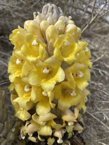 desert hyacinth