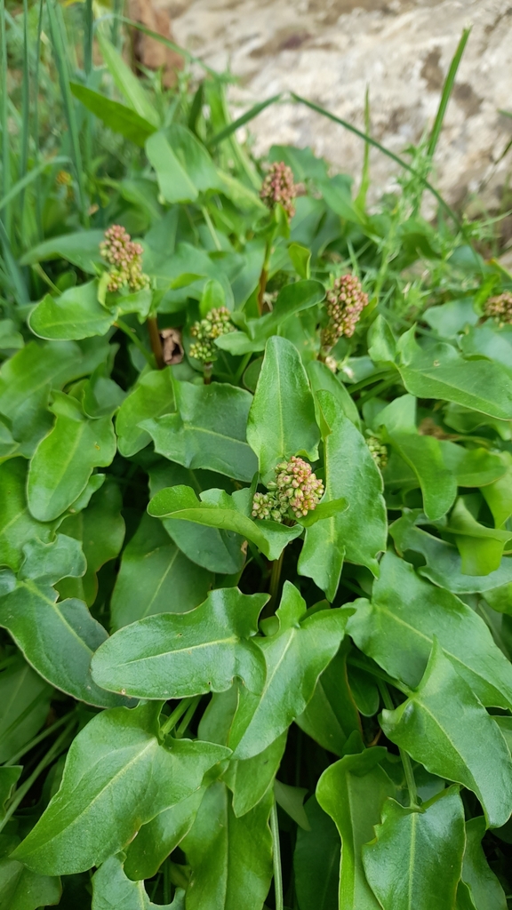 Acedera tuberosa
