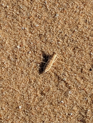 Heteronutarsus aegyptiacus