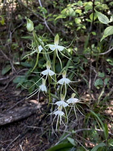 Summer Cauline Woodorchid (Bonatea polypodantha)