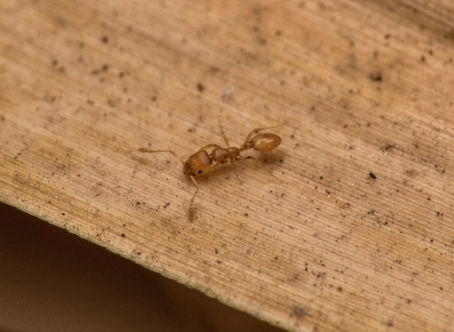 Monomorium sageiMonomorium sagei