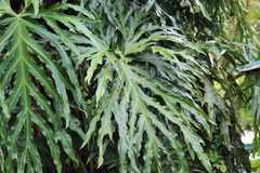 Philodendron radiatum image