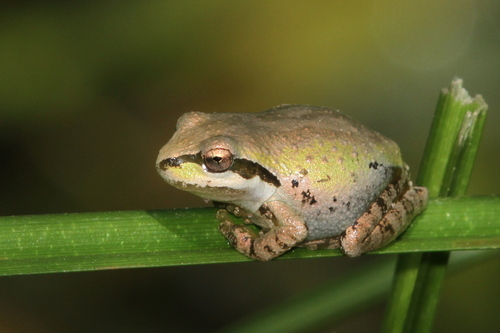 iNaturalist observation photo of Pacific chorus frog